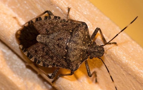 close up of a stinkbug