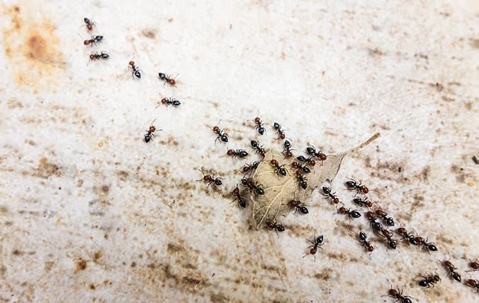 swarm of ants