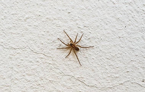 spider on a wall