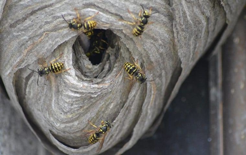 paper wasp nest
