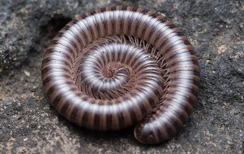 large millipede curled in to a circle