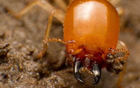 close up of a termite