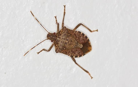 stink bug on a wall