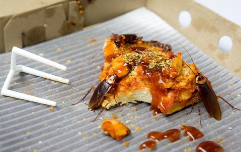 roaches eating old pizza