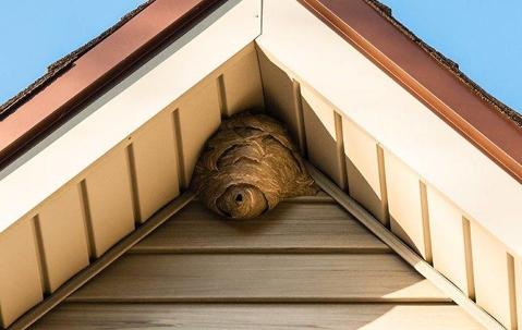 yellow jacket nest in the eaves of a house