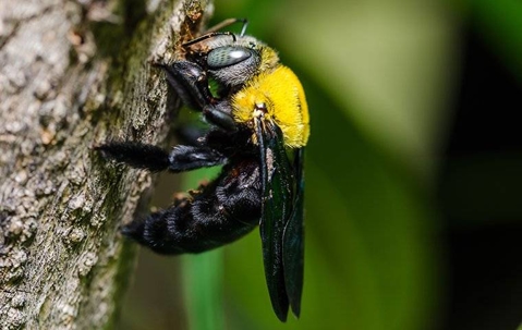 close up of a bee