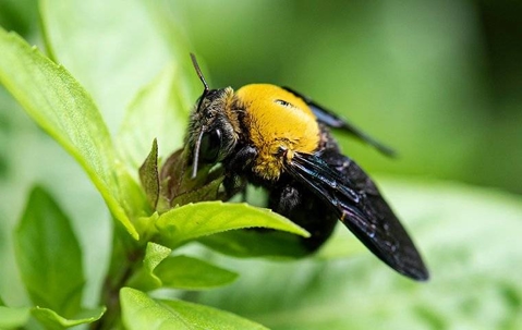 carpenter bee on a leaf