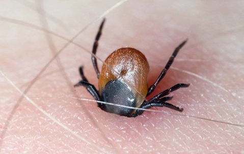 tick biting skin