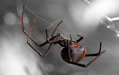 a black widow spider crawling in its web at night