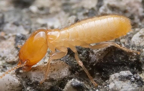 close up of termites