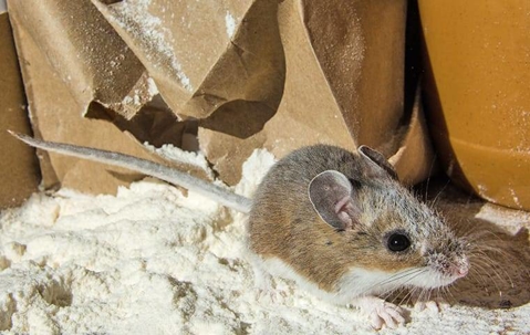 close up of a mouse