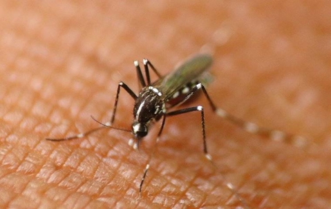 close up of a mosquito