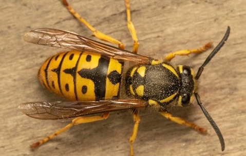 close up of a wasp