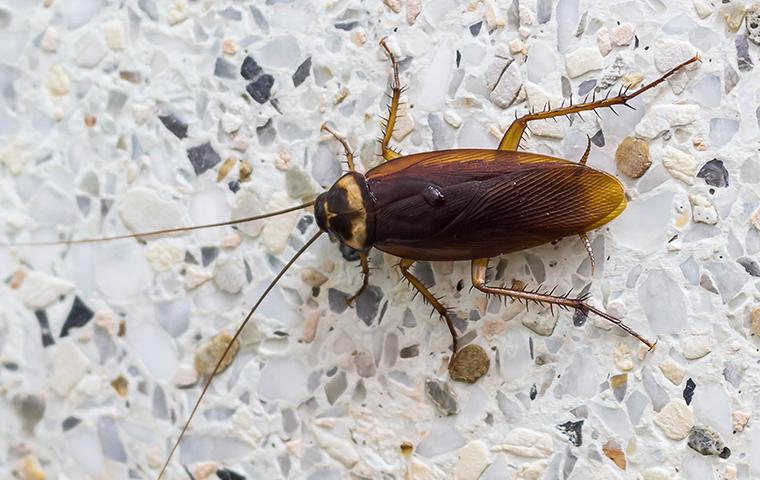  Cockroach