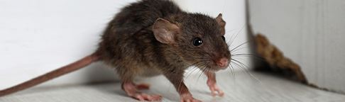 Rodent Control
